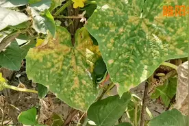 这个新药专治黄瓜霜霉病，喷两遍就能彻底治好