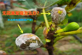 无花果生霉怎么办？不及时处理，今年的产量就没了视频封面