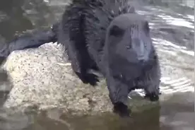 有趣动物盘点：小伙养了一只水獭，下水抓鱼真是厉害，吃鱼不愁了视频封面