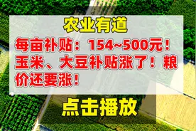 每亩补贴：154~500元！种玉米、大豆补贴涨了！粮价还要涨！视频封面