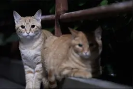 小橘猫姐妹的成长……视频封面
