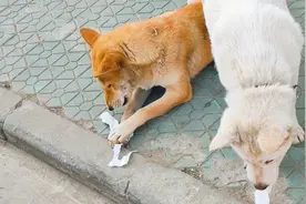 流浪狗小白和大黄妈妈的最后结局视频封面