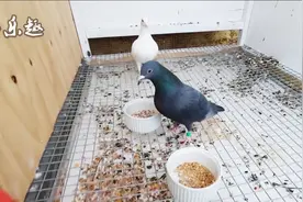 鸽子配对，纯白配纯黑，出的下一代会是什么颜色？