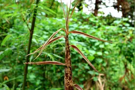 两种冷门的竹笋，都是极品美味，错过太可惜了视频封面