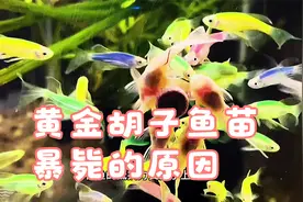 黄金胡子鱼苗暴毙的原因。#养鱼日记 #观赏鱼 #养鱼养心
