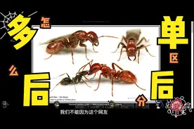 怎么区分多后制和单后制，和上一期答应你们的网站