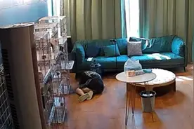 重庆持续四十度高温，女主人喂狗突然晕倒，狗狗们的反应让人泪目视频封面