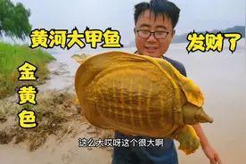 黄河捡到极品大甲鱼，全身金黄，这下小伙发财了，高兴坏了视频封面