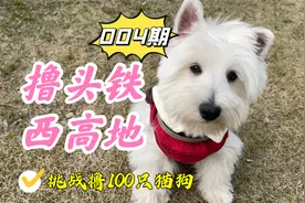 人人都可以养西高地白梗，除非你是火象星座