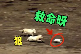 无人机拍到的恐怖一幕，北极狼围猎野兔，追逐场面非常刺激！视频封面