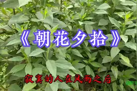 一首老歌《朝花夕拾》带你回顾经典，每天都要开开心心