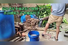 很多人都说房子前面种芒果不好，今天把芒果树给砍了