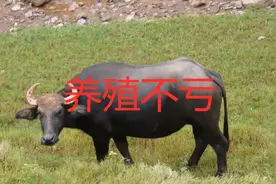 特殊牛品种水牛的养殖技巧，早知道早赚钱，走在别人前面才能成功视频封面