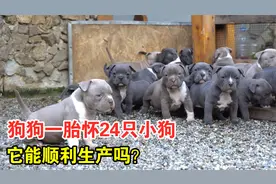 狗狗一胎怀24只小狗，临盆时痛苦难耐，它能顺利生产吗？视频封面