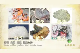 灵芝可止咳平喘延年益寿，你知道它还有六种分类吗？快来看看