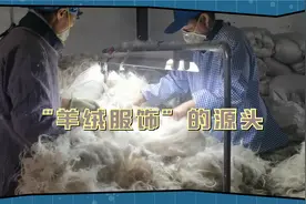 国内羊绒的源产地，这才叫真正的“薅羊毛”，软黄金就是这么来的视频封面