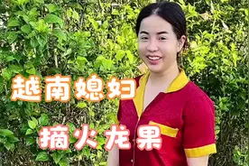 越南媳妇路边摘火龙果，在越南吃水果真方便，路边就可以摘着吃视频封面