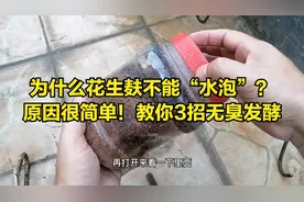 花生麸为啥不能拿水泡？很多农民不会用，教你3个实用小方法