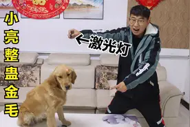 小伙拿激光灯整蛊金毛，金毛第一次见这玩意有点害怕，反应真搞笑视频封面