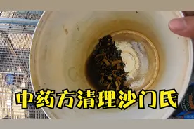 鸽子沙门氏菌中药方，几块钱能清200只鸽子，小鸽友们收藏备用