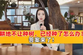 耕地不让种树，已经种了怎么办？答案来了视频封面