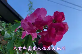 草原歌曲！洪泽一首《浪漫草原》是我最爱听的草原歌曲，超级好听