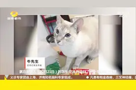 “猫贼”偷来小姐姐拖鞋，铲屎官机智寻人：请凭另一只左脚认领！