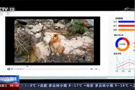 我国研发出动物个体识别系统 可精准识别“猴脸”视频封面