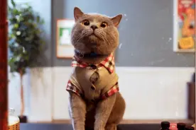 猫咪为了表白，居然开起了飞机视频封面