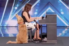 宠主称自家的狗狗会唱歌没人相信，当金毛开口那一刻，所有人鼓掌