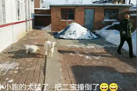 乖萌可爱的小山羊，智商绝对不输于狗狗，当宠物养太好玩了