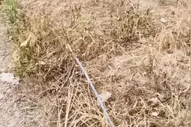 草甘膦加上这个新药，能将大树、灌木和杂草杀灭，一次能管50天视频封面