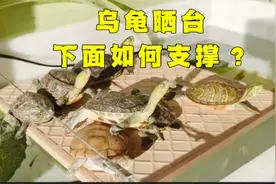 龟友：你的乌龟晒台下面用啥支撑起来的啊？这期揭秘两种方法！