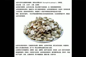 香料—山奈—讲解视频封面