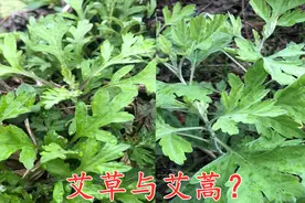 艾草和艾蒿有什么不一样？看农村小妹是怎么区分的，你吃对了吗？