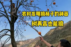 爷爷发明摘柿子神器，再高大的树也能摘，一会儿功夫摘了几箩筐