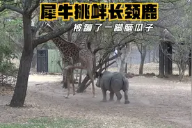 犀牛挑衅长颈鹿，被蹦了一脚脑瓜子，犀牛尝了苦果子，扭头就跑