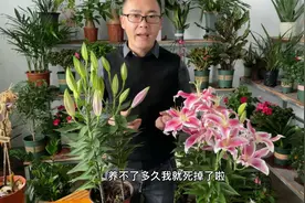 香水百合为啥养不了多久就出现黄叶，花朵开完后还会枯萎死去