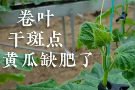 黄瓜出现卷叶，干斑点，农户施肥有问题视频封面