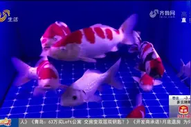 快看！济南西环花鸟鱼虫大世界年味浓，专家支招春节锦鲤如何挑视频封面