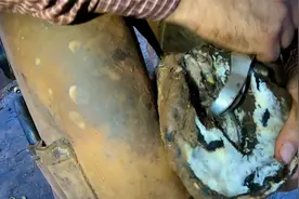 马蹄溃烂流脓长出蛆虫匠人帮助去除，这手艺没多年修炼达不到！