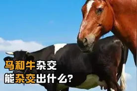 马和驴杂交生出骡子，那马和牛能杂交出后代吗？