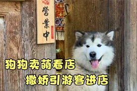 呆萌狗狗看店，守在店门口撒娇卖萌吸引游客，样子太搞笑了视频封面