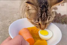 农村猫咪爱吃素，胡萝卜方瓜鸡蛋一口气吃完，上辈子应该信佛！