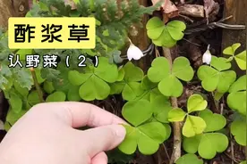 三片爱心的酢cù浆草，酸酸甜甜的童年回忆，你们那里叫它什么？视频封面