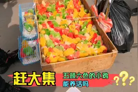 潍坊韩尔庄李家大集，砂糖橘降价，小鸡被染成五颜六色，能养活吗视频封面