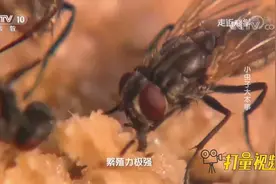 苍蝇竟然也能入药？广西大姐养家蝇，获得三项国家发明专利视频封面