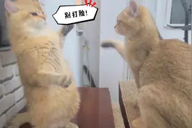 用猫薄荷水洗澡后，鸡腿猫又被闺女打了!