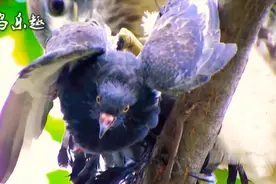 鸽子天敌，苍鹰！