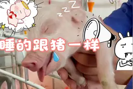 猪睡着为什么叫不醒？事实证明猪就是猪，睡着了就会睡的跟猪一样视频封面